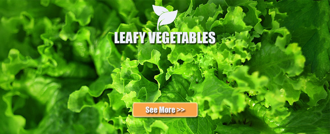 leafy vegetables, sayuran segar kualitas terbaik, sayuran online jakarta, degarden indonesia